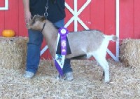 AVR Hot Orange Mocha